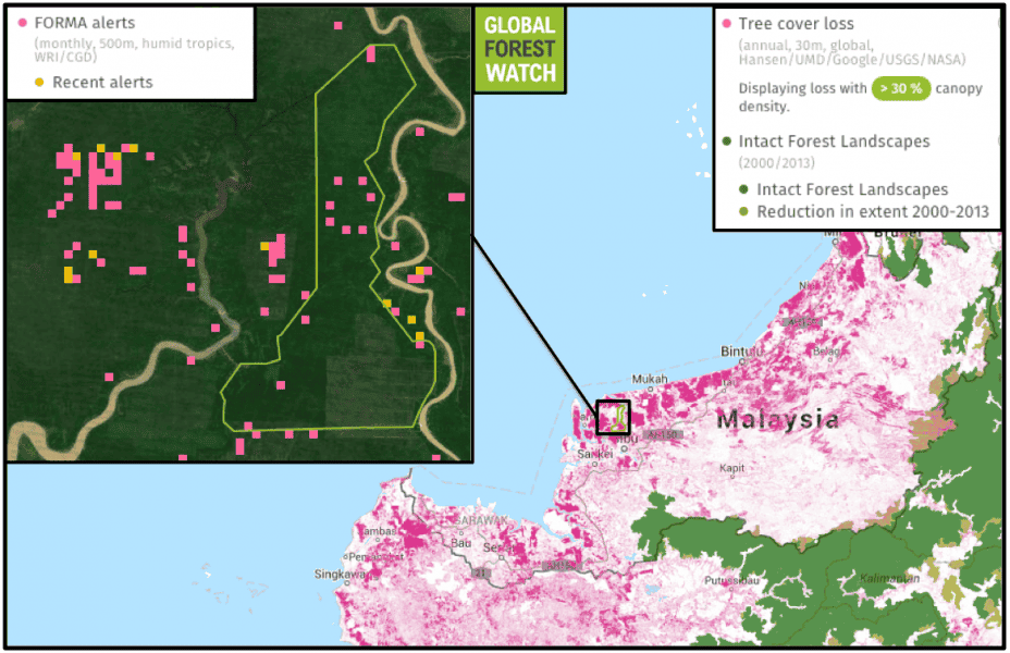 FORMA alerts indicate areas that have likely been affected by deforestation. Global Forest Watch data show tree cover loss in the BLD concession, with 15 FORMA alerts occurring between January and September of this year. Sarawak as a whole has been beset by plantation activity and forest loss, with few intact forest landscapes - large areas of primary forest - left in the state.