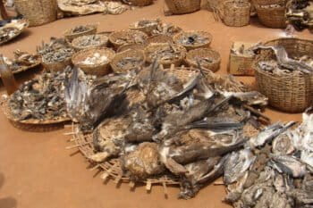 The study authors counted carcasses from hundreds of markets like this one, where visitors can purchase whole birds and their body parts. Photo by Gerhard Nikolaus.