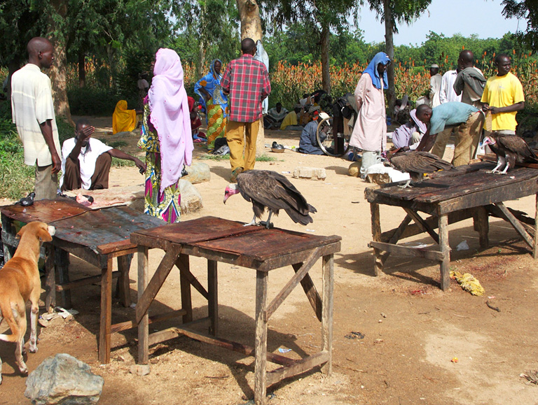 Africa's vultures are disappearing. A series of disasters could