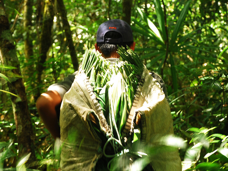 A collector carries a load of xate palm fronds, sold for floral arrangements. Research shows that community forestry concessions in Guatemala's Maya Biosphere Reserve, where xate palm fronds are harvested, can conserve forest at least as well as national parks and other protected areas. Photo by Charlie Watson/USAID/Rainforest Alliance Forestry Enterprises.