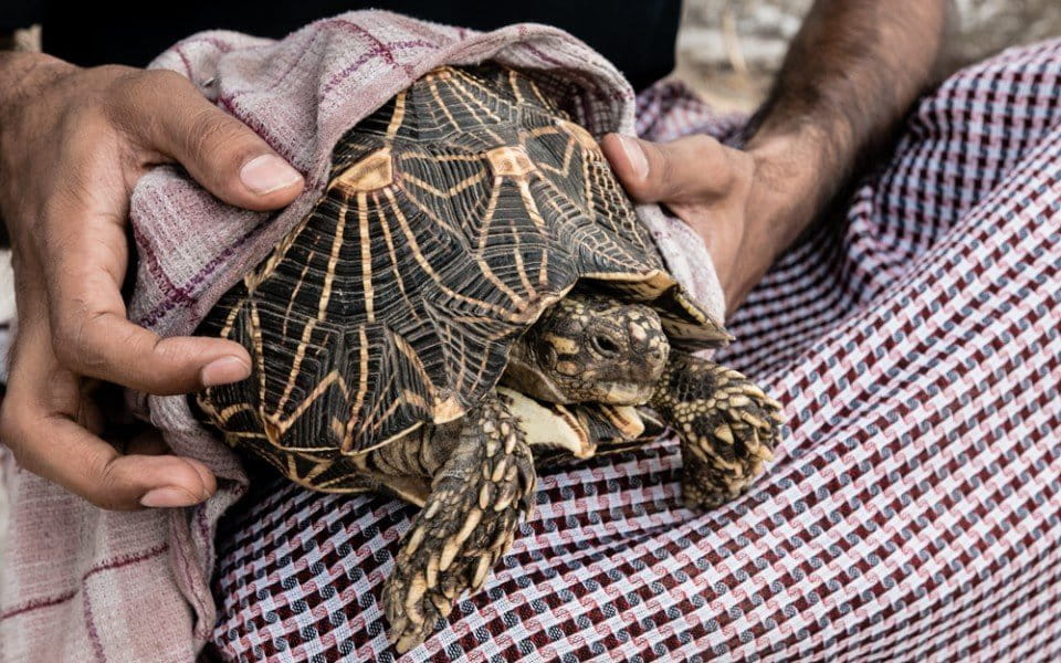 To avoid detection, animals are often wrapped in cloth and packed into suitcases. Photo by Neil D’Cruze for World Animal Protection. 