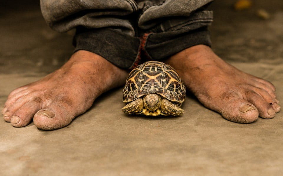 For centuries, in rural parts of India, Star Tortoises have been traditionally kept as pets in many homes, their owners believing that they bring good luck and fortune. Photo by Neil D’Cruze for World Animal Protection.