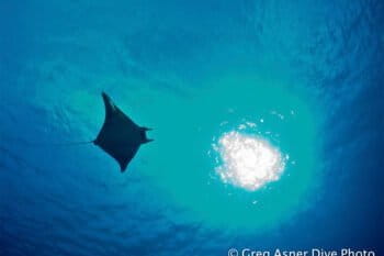 Manta Ray off Sipadan Island in the Coral Triangle. Photo by Greg Asner of DivePhoto.org