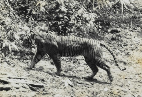 This photograph of a live Javan tiger was taken in 1938 at Ujung Kulon and published in A. Hoogerwerf's "Ujung Kulon: The Land of the last Javan Rhinoceros." Photo courtesy of Wikimedia Commons 