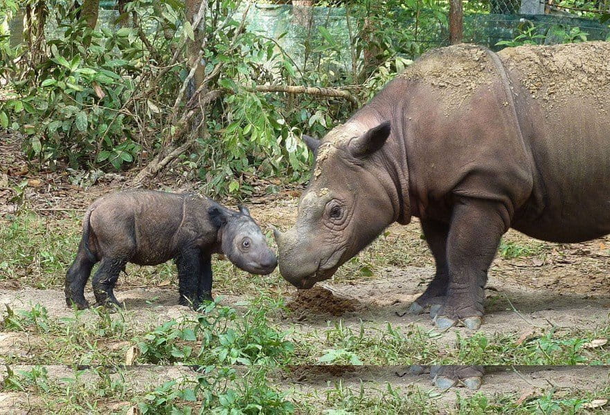 Sumatran Rhinos are critically endangered. Photo S. Ellis | Wikimedia Commons CC BY 2.0.