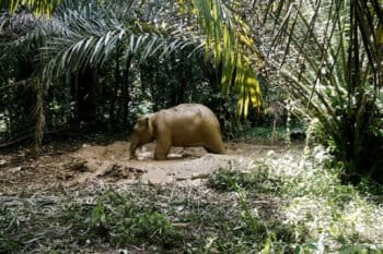 Human-wildlife conflicts could potentially be reduced with the introduction of fully certified palm oil for Sabah. Photo shows an elephant stranded in a smallholder’s farm. Photo and caption courtesy of LEAP.