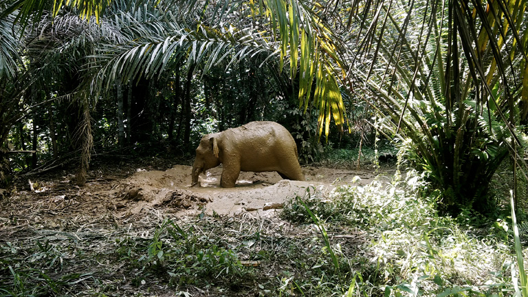 Human-wildlife conflicts could potentially be reduced with the introduction of fully certified palm oil for Sabah. Photo shows an elephant stranded in a smallholder’s farm. Photo and caption courtesy of LEAP.