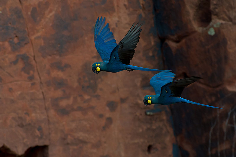 Florida moves to protect native songbirds from illegal trafficking, trapping