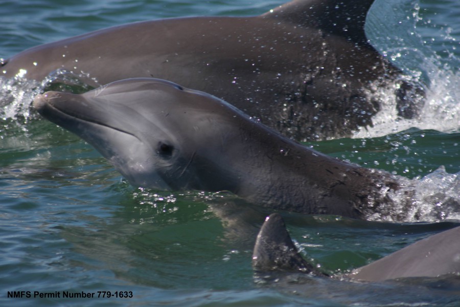 Hundreds of bottlenose dolphins continue to die from the 2010 BP oil spill. Photo courtesy of NOAA.