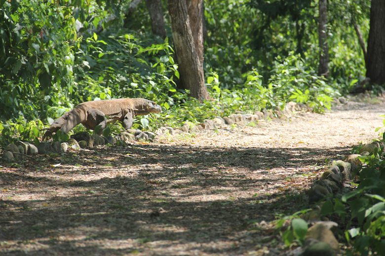 Image result for komodo dragon walking away