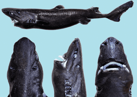 The Ninja Lanternshark grows to a length of about half a meter. Photo courtesy of Vicky Vásquez. 