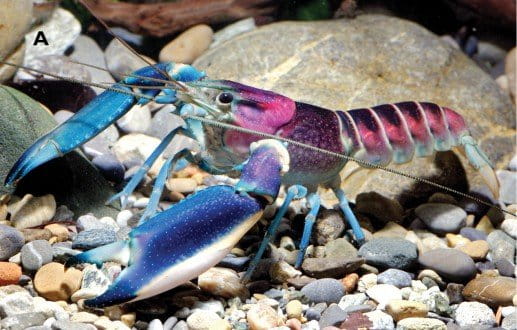 Cherax (Astaconephrops) pulcher sp. n. adult male from Aquarium Dietzenbach. Photo by Christian Lukhuap, 2015.