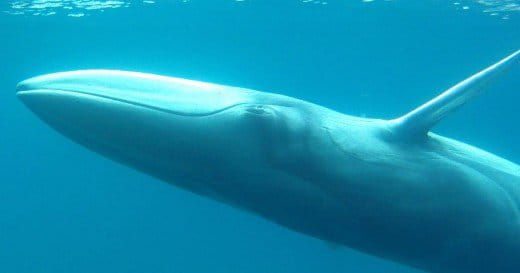 A never-before photographed Omura’s whale. Photo reproduced from Cerchio et al. 2015, courtesy of New England Aquarium.