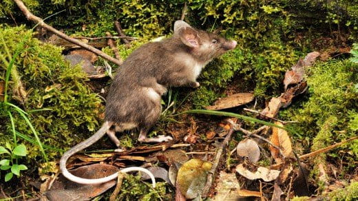 Sulawesi hog-nosed rat, Hyorhinomys stuempkei. Courtesy of Museum Victoria