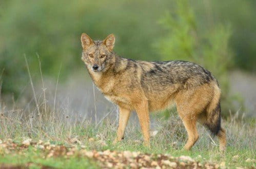 A golden jackal (Canis aureus) from Israel. Based on genomic results, the researchers suggest this animal, the Eurasian golden jackal, is distinct from Canis anthus, which they propose be referred to as the African golden wolf. Photo by Eyal Cohen.