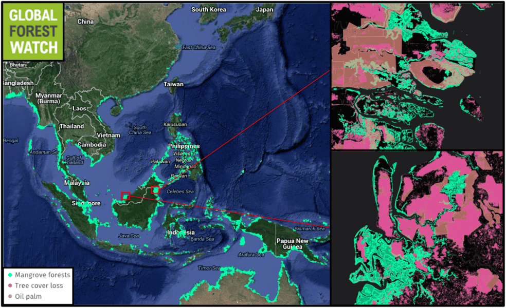 Global Forest Watch shows palm oil plantations occupying mangrove areas in Indonesian (top) and Malaysian (bottom) Borneo. 