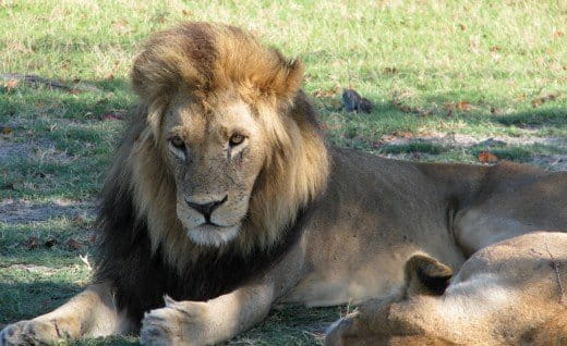 Botswana big male lion 2_web