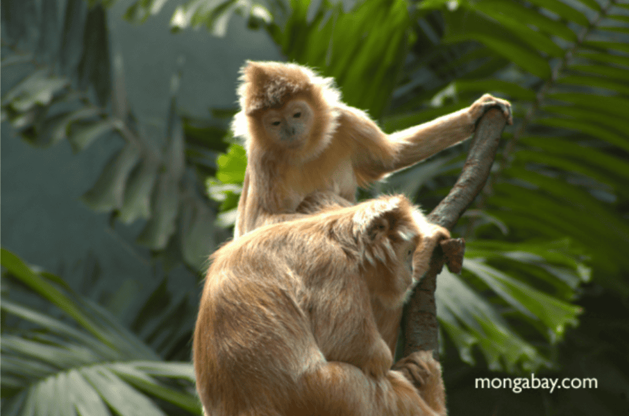 Ebony langur. Photo by Rhett Butler.