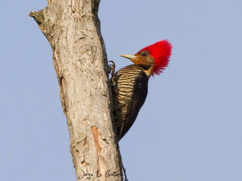 The helmeted woodpecker (Dryocopus galeatus) is listed by the IUCN as Vulnerable, and is endemic to the Atlantic Forest. Photo by Jorge La Grotteria.