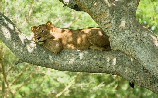 Tree_lion_Cody Pope-Wikimedia commons