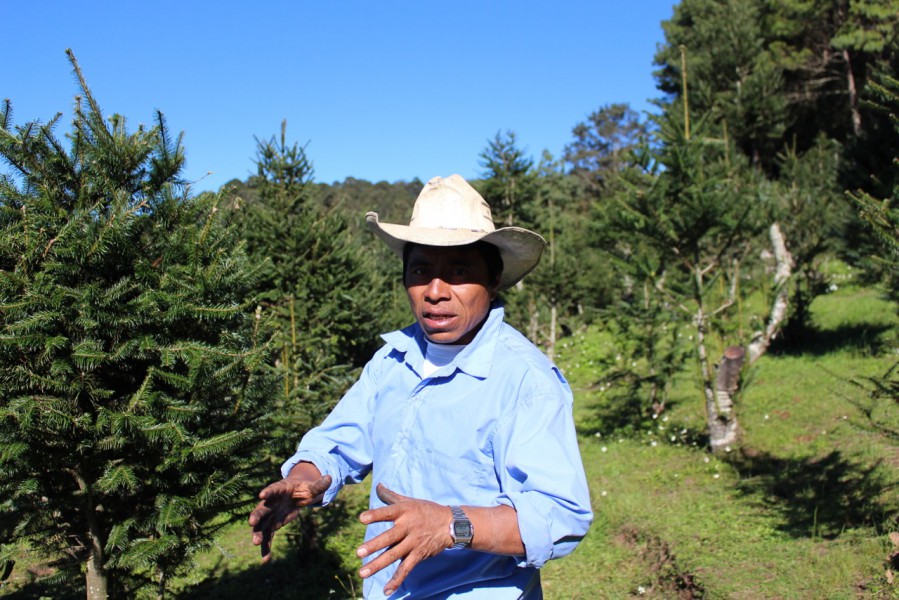 Felipe Lares ha dedicado 22 de sus 48 años de edad a cuidar pinabetes para comercializarlos en época navideña. Cree que son caros, pero justifica que tardan mucho en crecer y son vulnerables a plagas y al cambio climático. Foto de Carlos Chávez.