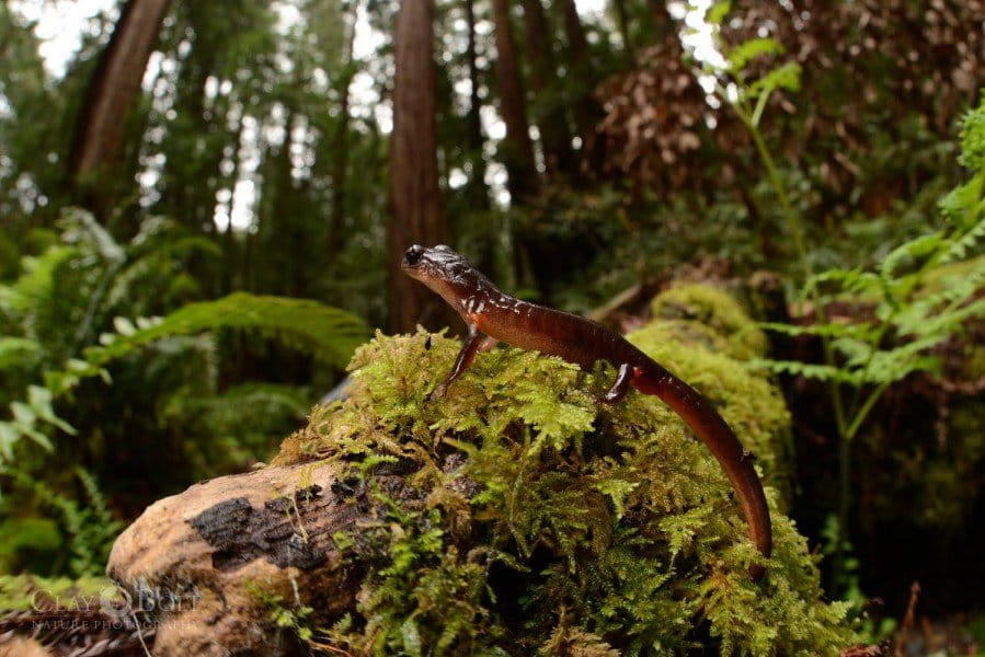 Ensatina salamander (Ensatina eschscholtzii). Photo by Clay Bolt, National Geographic Society.