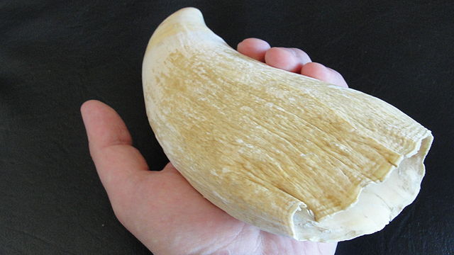 Sperm whale tooth. Photo courtesy of Wikimedia Commons/Lord Mountbatten