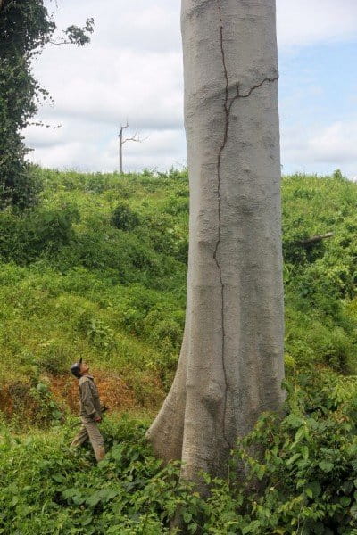 Petrus Asuy stands next to a lone benggeris tree amid a sea of oil palm saplings in the disputed area. Photo by Philip Jacobson