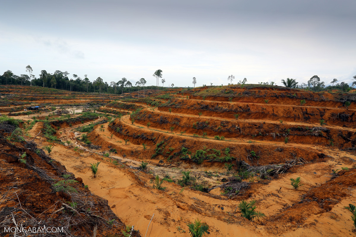 Land cleared for oil palm and planted with saplings in Indonesia. Photo by Rhett A. Butler/Mongabay