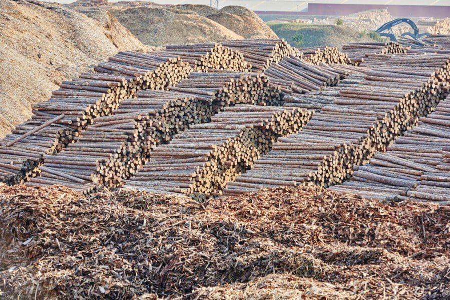 Romania struggles to turn the tide of illegal logging