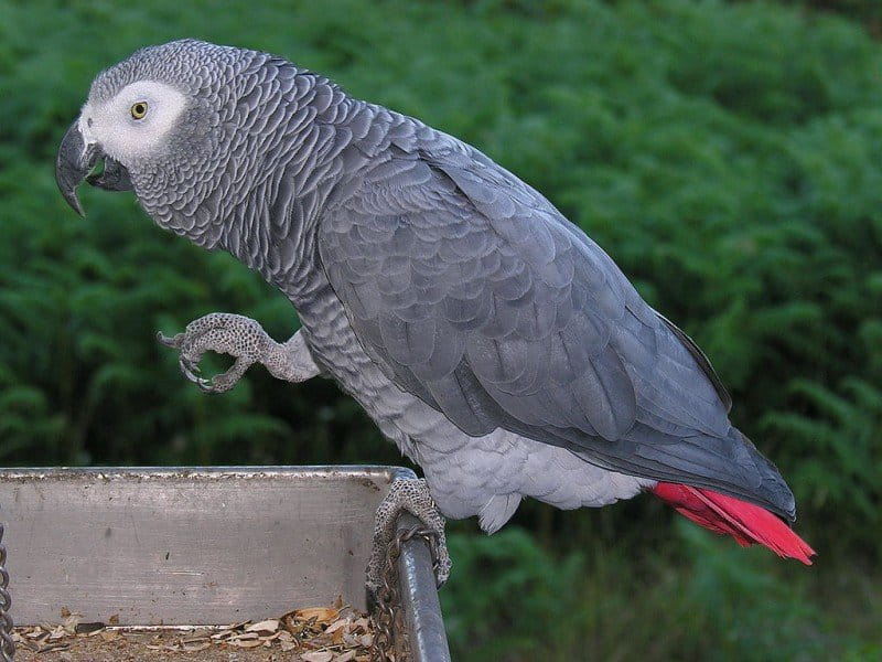 International pet trade is decimating African grey populations in the wild. Photo from Wikimedia Commons CC BY-SA 3.0.