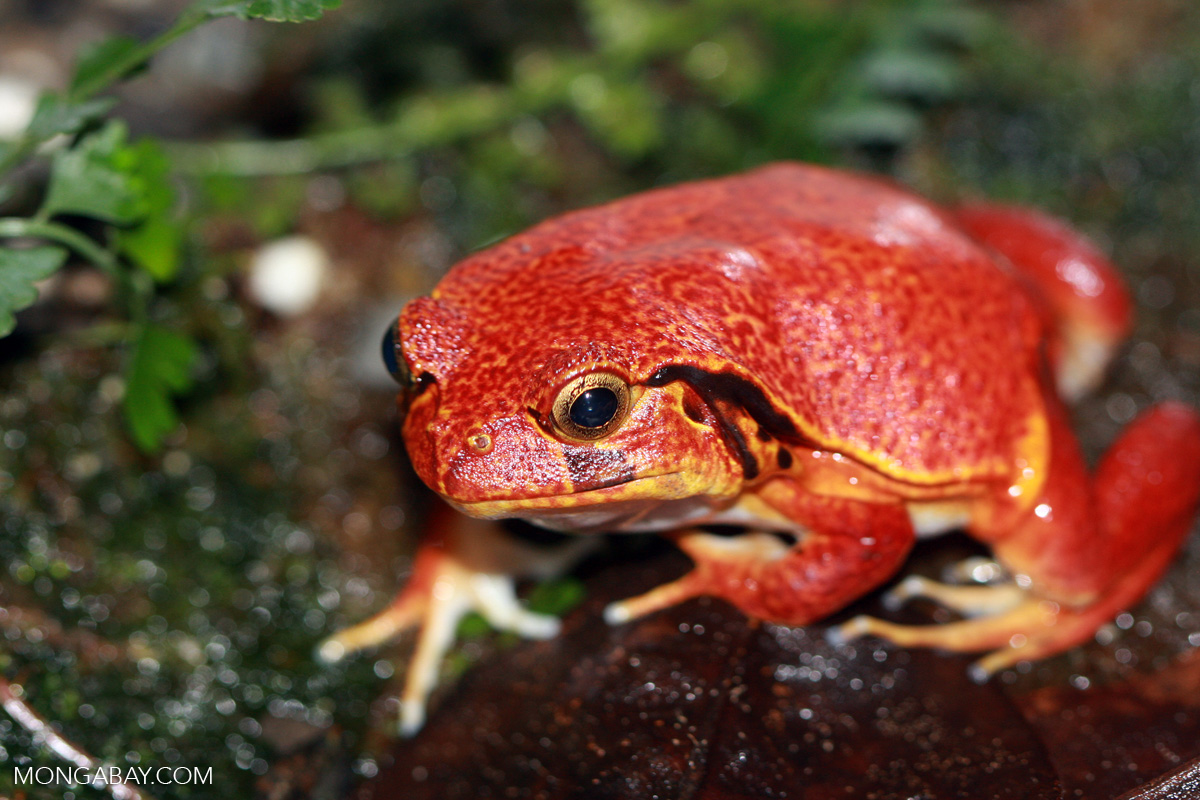 Scientists track frog-killing fungus to help curb its spread