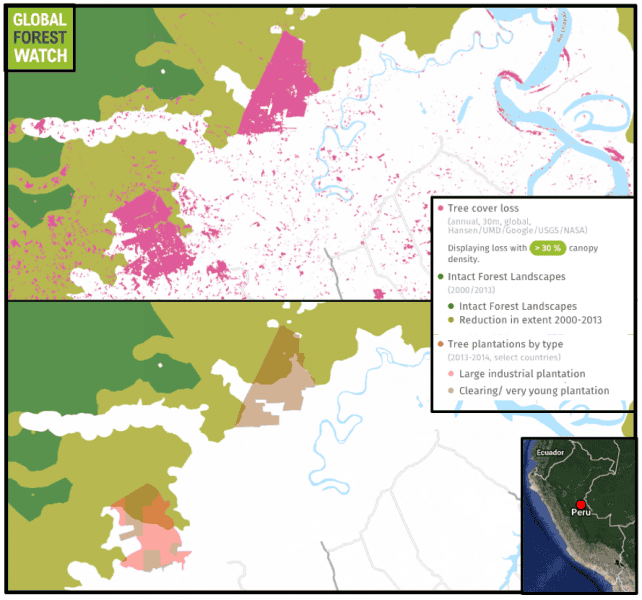 Thousands of hectares have been cleared from once-primary forest since 2012 to develop two large palm oil plantations near Pucallpa, Peru.