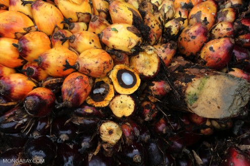 Oil palm fruit in Indonesia. Palm oil is used in everything from detergents and cosmetics to breakfast cereals and ice cream. Photo by Rhett A. Butler/Mongabay