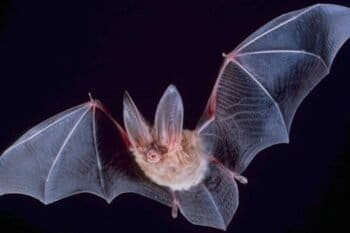 Big-eared Townsend's bat