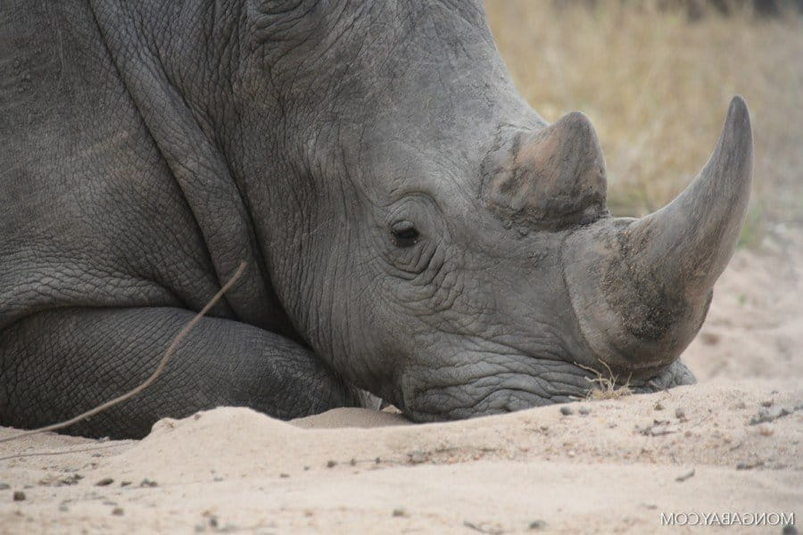 south_africa_kruger_5246