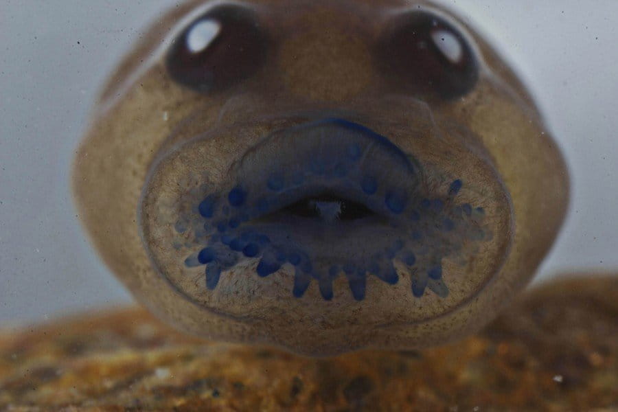 Frontal view of an egg-eating tadpole of Frankixalus jerdonii with its unique mouthparts that may help it suck up eggs. Photo by SD Biju.