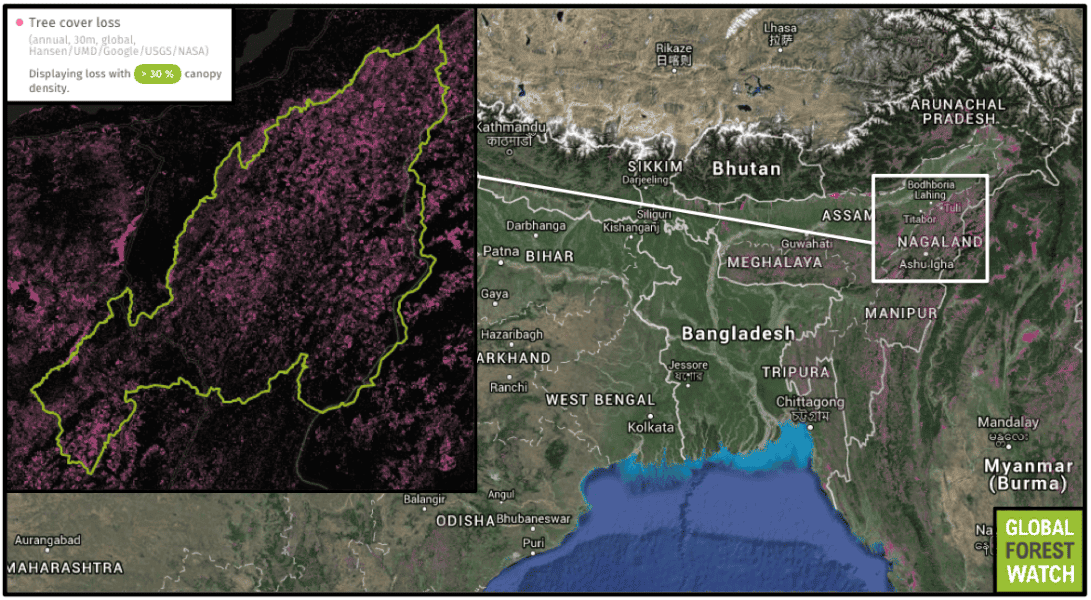 The Frankixalus frogs were found in several northeastern Indian states, as well as just over the northern border in China. The region has experienced high levels of land change over the years, with Global Forest Watch showing heavy tree cover loss in many areas near where the frogs were collected. For instance, Nagaland (pictured) lost more than 12 percent of its tree cover between 2001 and 2014. 