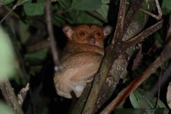 A Bornean tarsier. Photo by Russ Mittermeier.