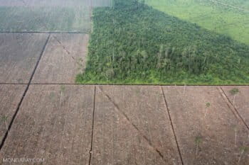 Wood fiber concession on recently cleared peatland in Riau Province, Sumatra. Photo by Rhett A. Butler