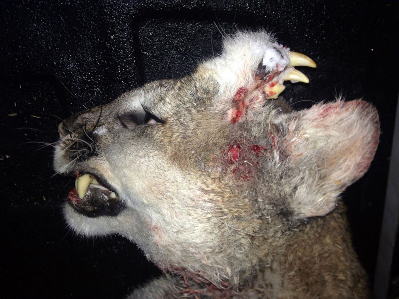 Photo released by the Idaho Department of Fish and Game showing a mountain lion with an unusual deformity-fully-formed teeth and what appears to be small whiskers were growing out of hard fur-covered tissue on the left side of the animal's forehead