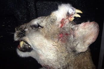 Photo released by the Idaho Department of Fish and Game showing a mountain lion with an unusual deformity-fully-formed teeth and what appears to be small whiskers were growing out of hard fur-covered tissue on the left side of the animal's forehead.