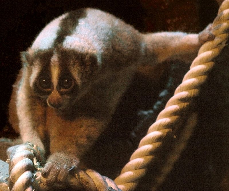 Javan Slow Loris (Nycticebus javanicus) at Kobe Oji Zoo, Japan. The study found 12 critically endangered Javan slow lorises for sale in online pet shops. Photo from Wikimedia Commons, CC BY-SA 2.5.