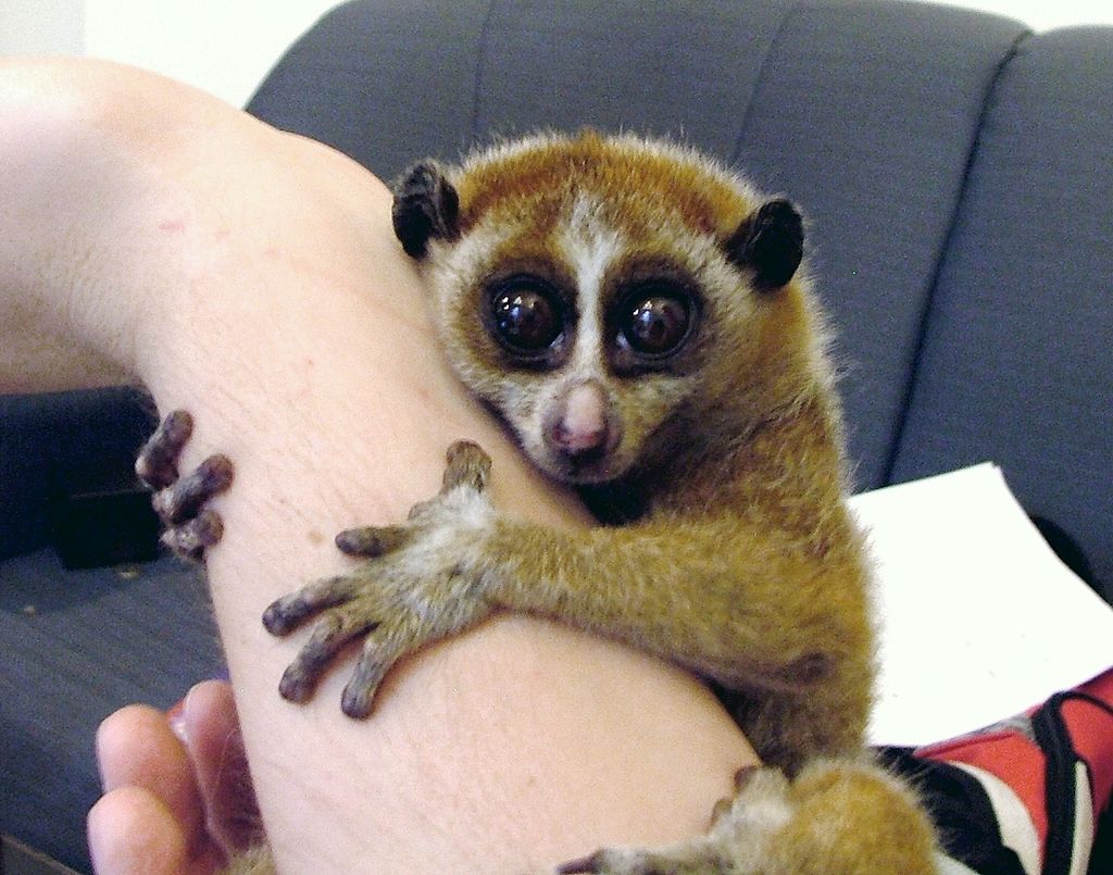 Slow Lorises have become popular pets in Japan, which is fueling their illegal trade. Photo from Wikimedia Commons (Public Domain).