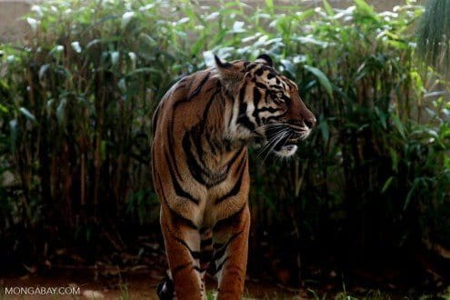 The critically endangered Sumatran tiger. The peat forests of the Kampar Peninsula is one of its last strongholds. Photo by Rhett A. Butler