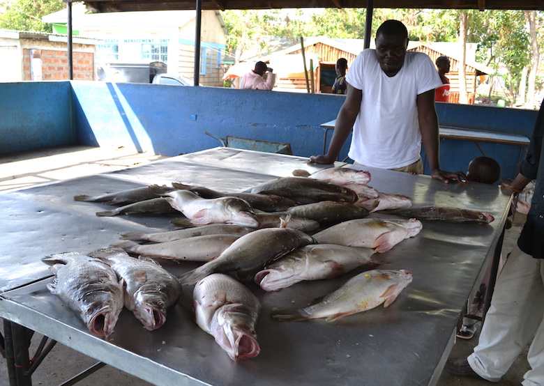 Big fish are getting smaller - University of Victoria