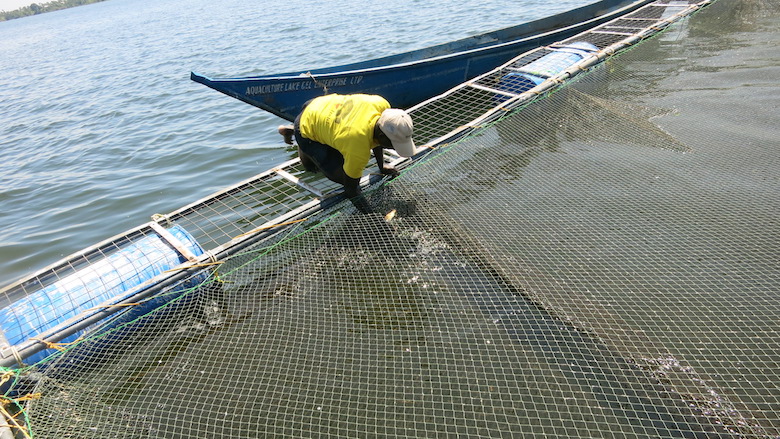 Aquaculture comes to Lake Victoria, but will it help wild fish?