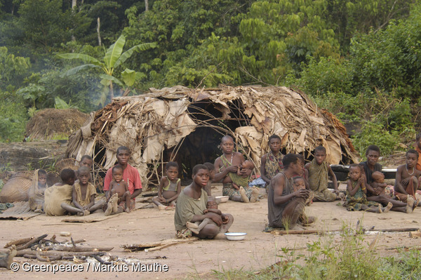 Survival International has lodged a formal complaint to the Organisation for Economic Co-operation and Development (OECD) against WWF in Cameroon for violating the human rights of the indigenous Baka “Pygmies” of southeast Cameroon. Photo courtesy of Greenpeace / Markus Mauthe.