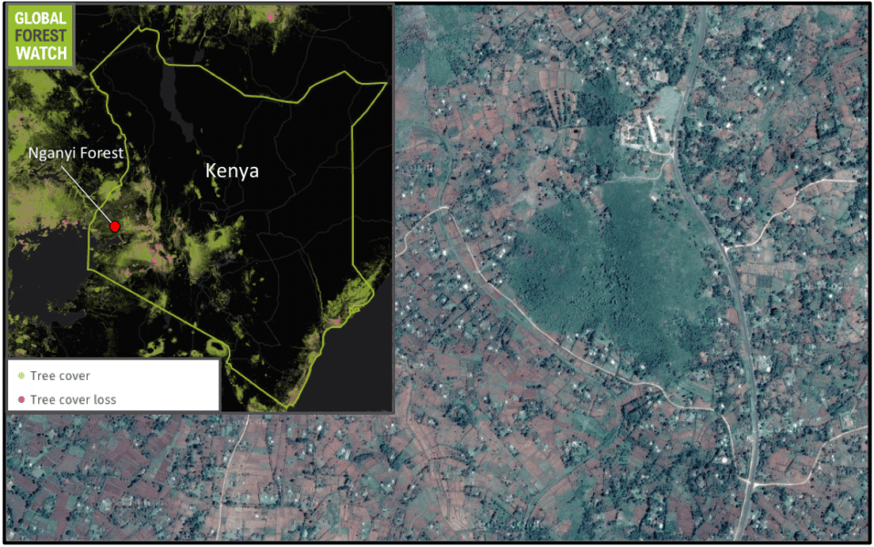 The Nganyi forest shrine is located amidst cultivated land in the community of Bunyore in far-western Kenya. Global Forest Watch shows most of Kenya's forest cover is located in the west, and much of it has been impacted by development and climate change. Of the country's approximately 3 million hectares of tree cover, more than 8 percent was lost from 2001 through 2014. The Nganyi shrine has some of the oldest indigenous trees in Kenya's Vihiga County. 