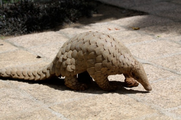 Indian Pangolin (Manis crassicaudata) in Kandy, Sri Lanka. Photo by Dushy Ranetunge from Wikimedia CC By-SA 3.0